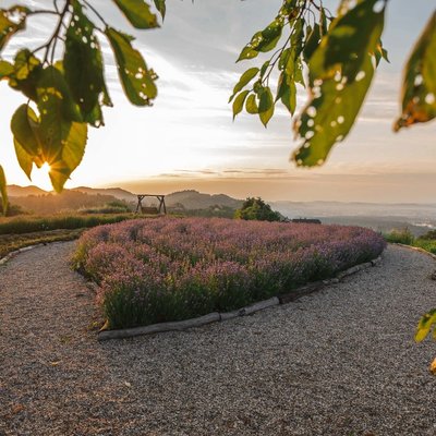 A SENSORY EXPERIENCE OF THE FRAGRANCE GARDEN AT VIDA S <em>Anja Roj</em>